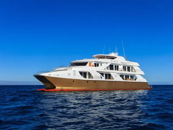 Elite - Power Catamaran